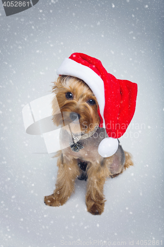 Image of Yorkshire terrier dog in christmas cap