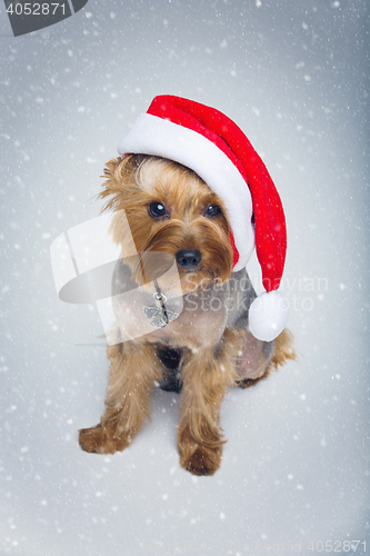 Image of Yorkshire terrier dog in christmas cap