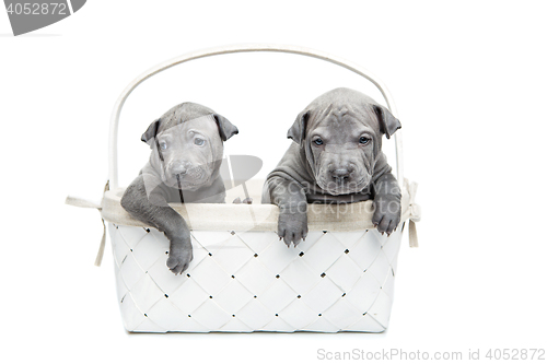 Image of Two thai ridgeback puppies in basket isolated on white