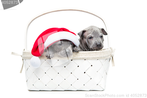 Image of Two thai ridgeback puppies in christmas cap in basket