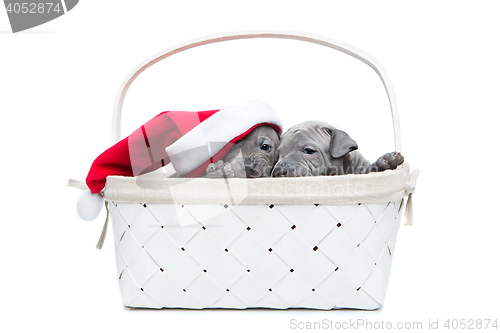 Image of Two thai ridgeback puppies in christmas cap in basket