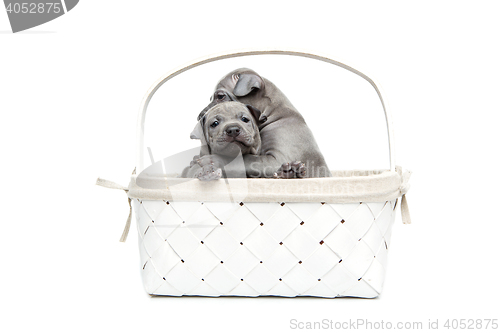 Image of Two thai ridgeback puppies in basket isolated on white