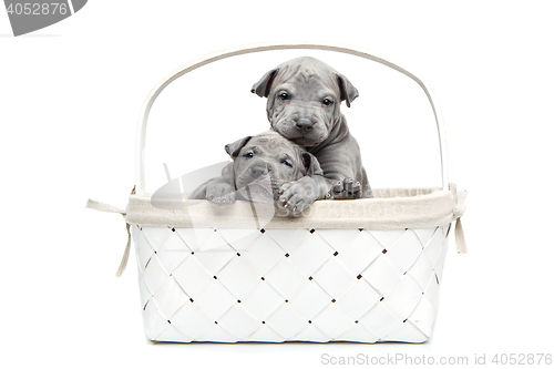 Image of Two thai ridgeback puppies in basket isolated on white