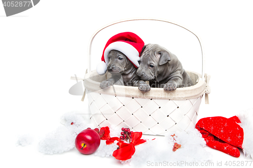 Image of Two thai ridgeback puppies in christmas cap in basket