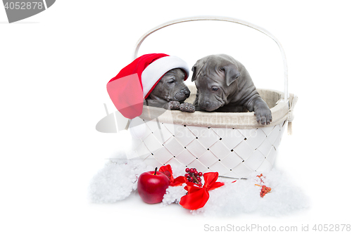 Image of Two thai ridgeback puppies in christmas cap in basket