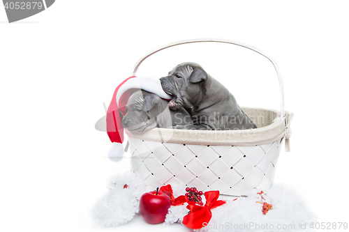 Image of Two thai ridgeback puppies in christmas cap in basket