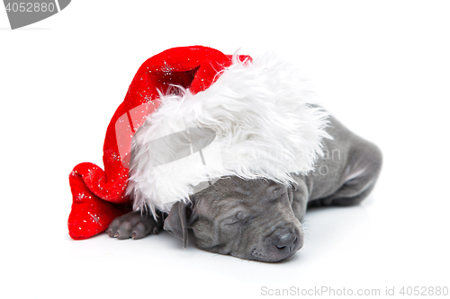 Image of Thai ridgeback puppy in christmas cap isolated on white