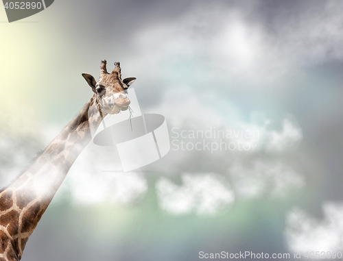 Image of The head of a giraffe above white clouds in gray sky