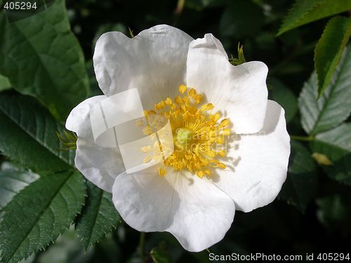 Image of rose