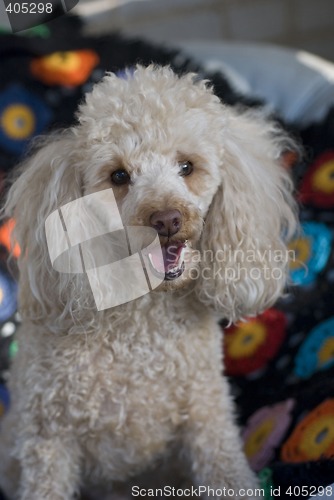 Image of Beige Poodle