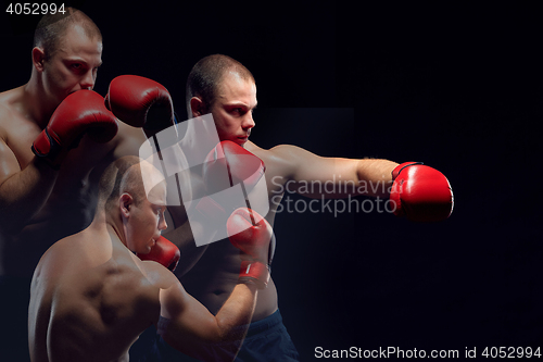 Image of Young Boxer boxing 