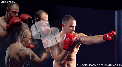 Image of Young Boxer boxing