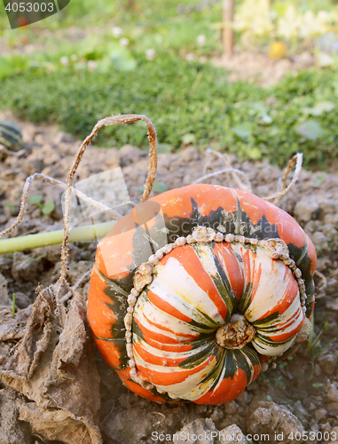 Image of Turban squash growing on the vine