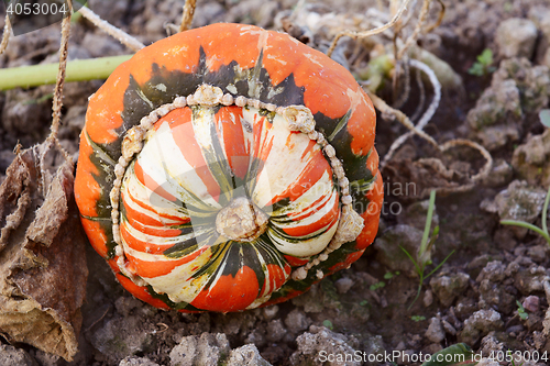 Image of Turks Turban squash on the vine