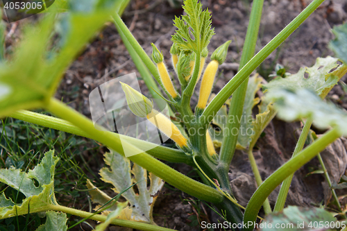Image of Yellow summer squash plant