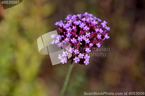 Image of Small purple verbena flowers