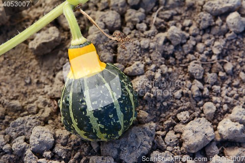 Image of Small green and yellow ornamental squash