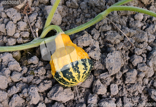 Image of Yellow and green ornamental gourd