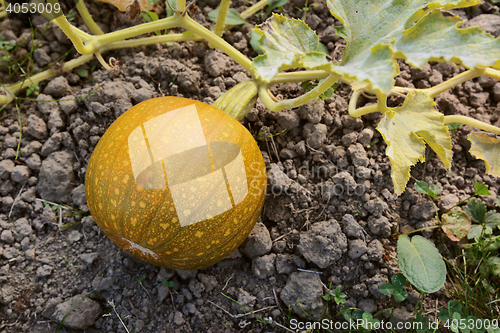 Image of Small pumpkin turning from green to orange