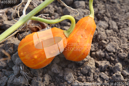 Image of Two orange and yellow ornamental gourds