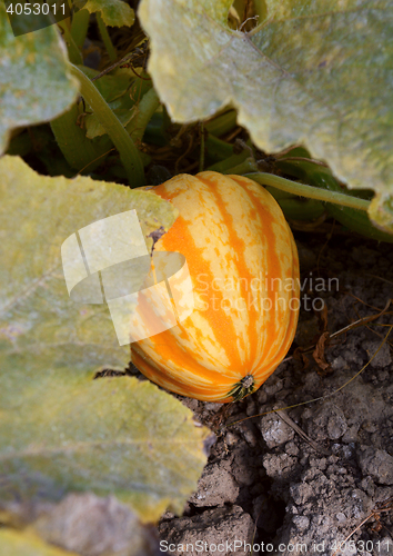 Image of Striped Festival squash growing under leaves