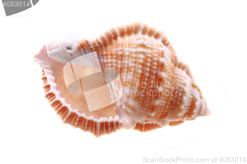 Image of sea shell isolated