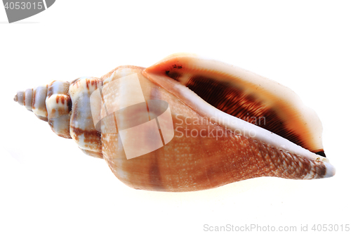 Image of sea shell isolated