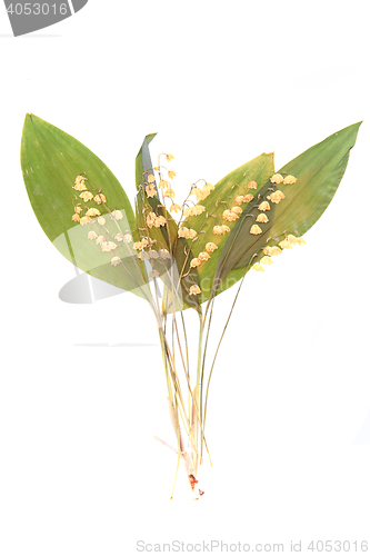 Image of lily of the valley