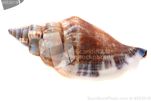 Image of sea shell isolated