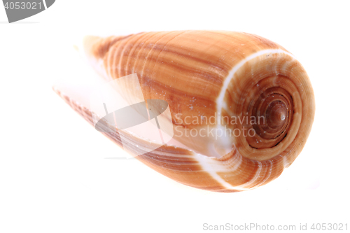 Image of sea shell isolated