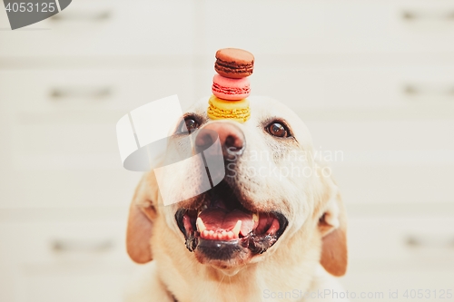 Image of Dog with tasty macaroons