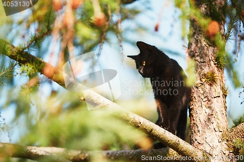 Image of Curious cat in the garden