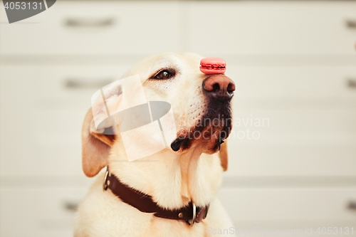 Image of Dog with tasty macaroon