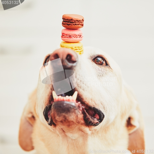 Image of Dog with tasty macaroons