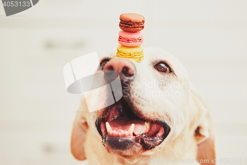 Image of Dog with tasty macaroons