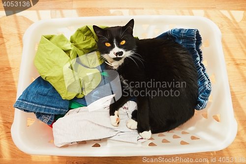 Image of Cat in in laundry basket