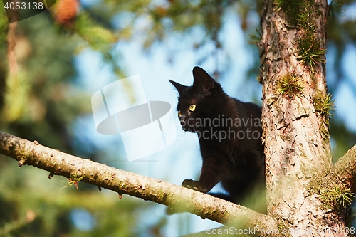 Image of Curious cat in the garden