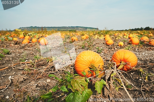 Image of Ripe pumpkins on the field