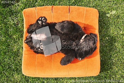 Image of Cheerful puppy sleeping on the garden