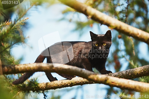 Image of Curious cat in the garden