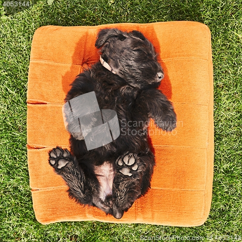 Image of Cheerful puppy sleeping on the garden