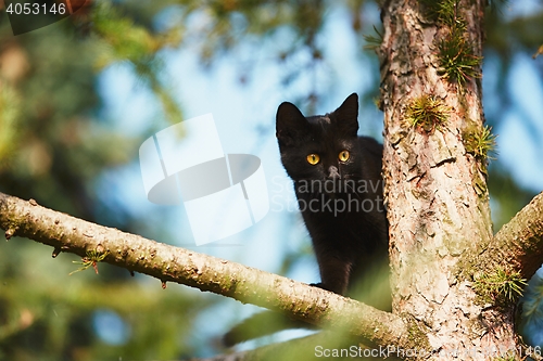 Image of Curious cat in the garden