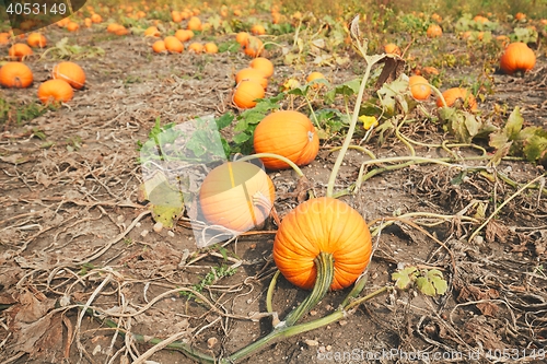 Image of Ripe pumpkins on the field