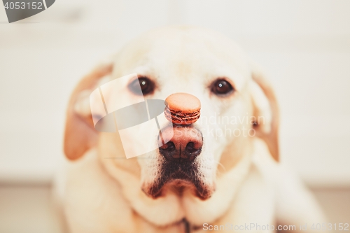 Image of Dog with tasty macaroon