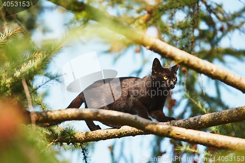 Image of Curious cat in the garden