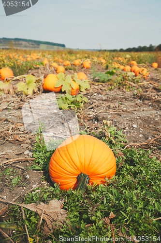 Image of Ripe pumpkins on the field