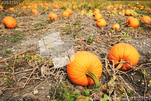 Image of Ripe pumpkins on the field