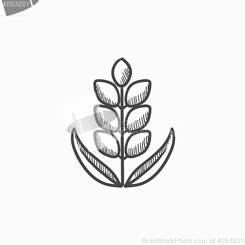 Image of Wheat sketch icon.