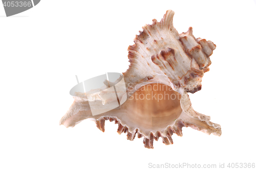 Image of sea shell isolated