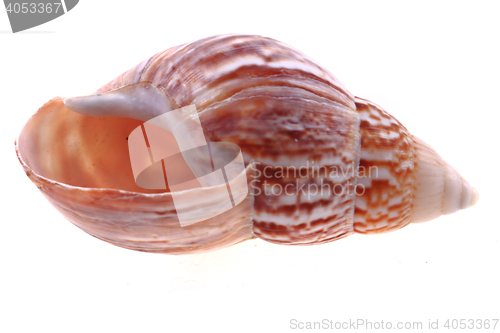 Image of sea shell isolated